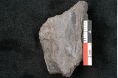 Foto (Detailansicht) von Araucaria haastii Ettingshausen (NHMW-GEO-2024-0188-10111b)